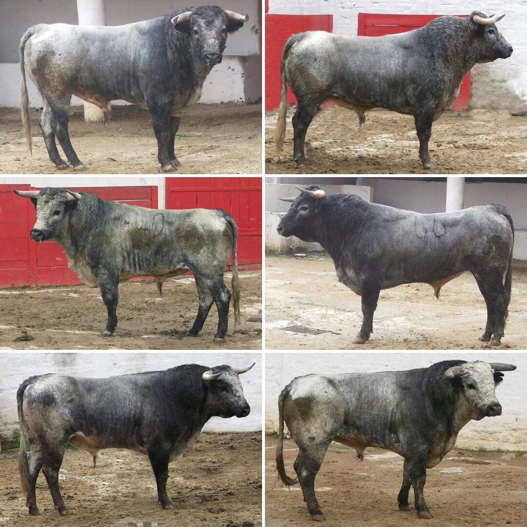 #Guadalajara Los novillos de de De Haro para Diego Emilio, Javier Castro, y Héctor Gabriel este domingo.