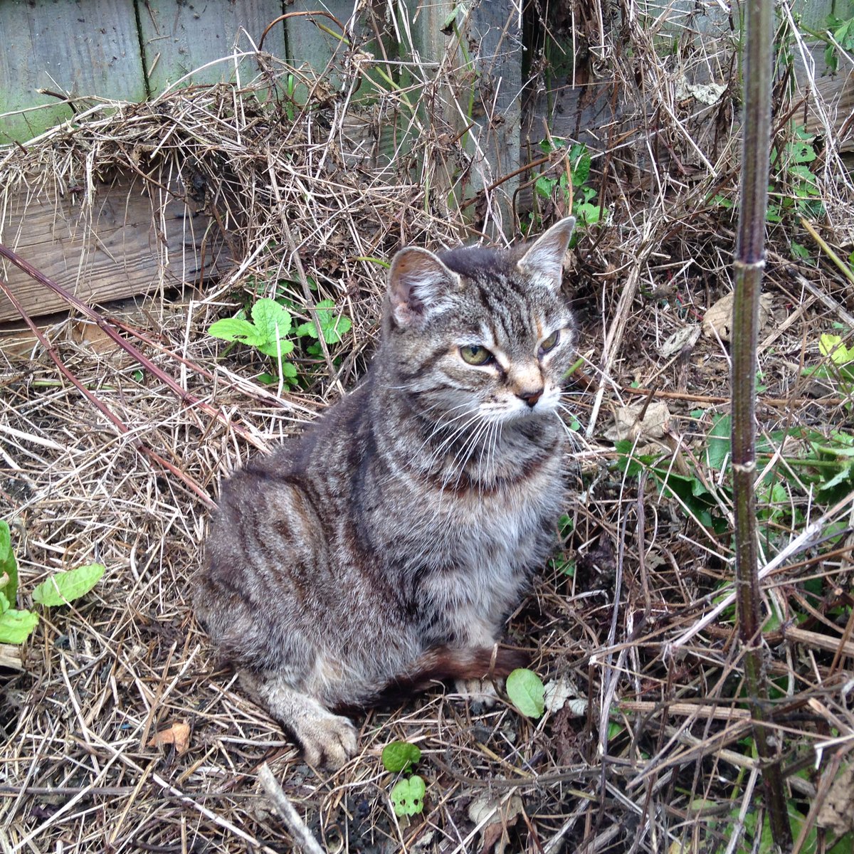WillowsCats's tweet photo. RIP Annie xxx

https://t.co/FsDFdrr5vN

#northeasthour https://t.co/AWVCtqdbxb