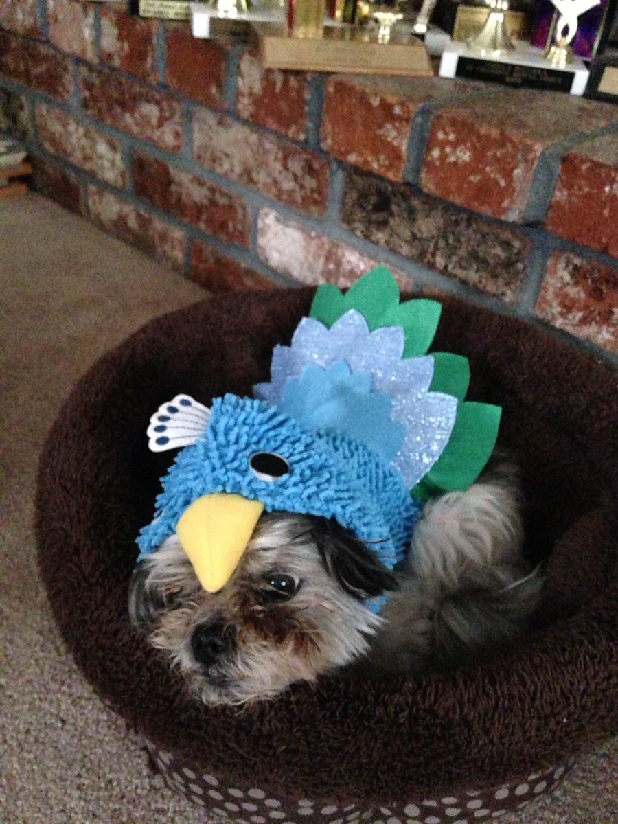 QueenBeSmokey's tweet photo. can you tell I like my Halloween costume https://t.co/3L9AnwHWNw