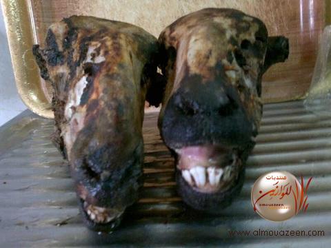 منال الأحمدي On Twitter وش اللقطة الشهيه اللي بتفوتك انتي واهلك ماغير ضروس مسوسه ولسان مخضر بعض العادات ودك تسوي لاهلها إباده