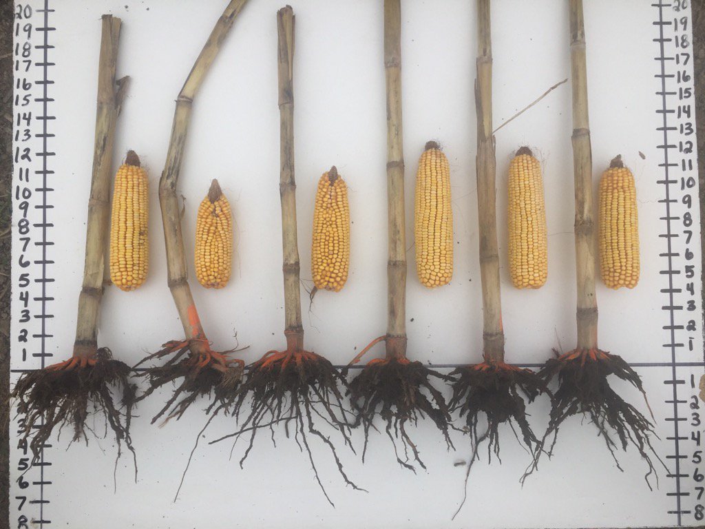 brett_craigmyle's tweet photo. Corn not yielding like it should? 1/2 vs 2" depths shown here #syngentagrowmore #harvest  #plantingdepth https://t.co/vUPKwNwxum