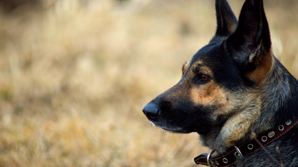 Uploaded through publisher.