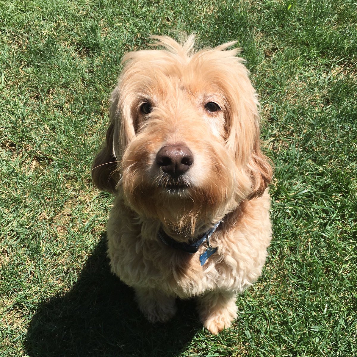 Doggie Paradise (Doggie_Paradise) Twitter