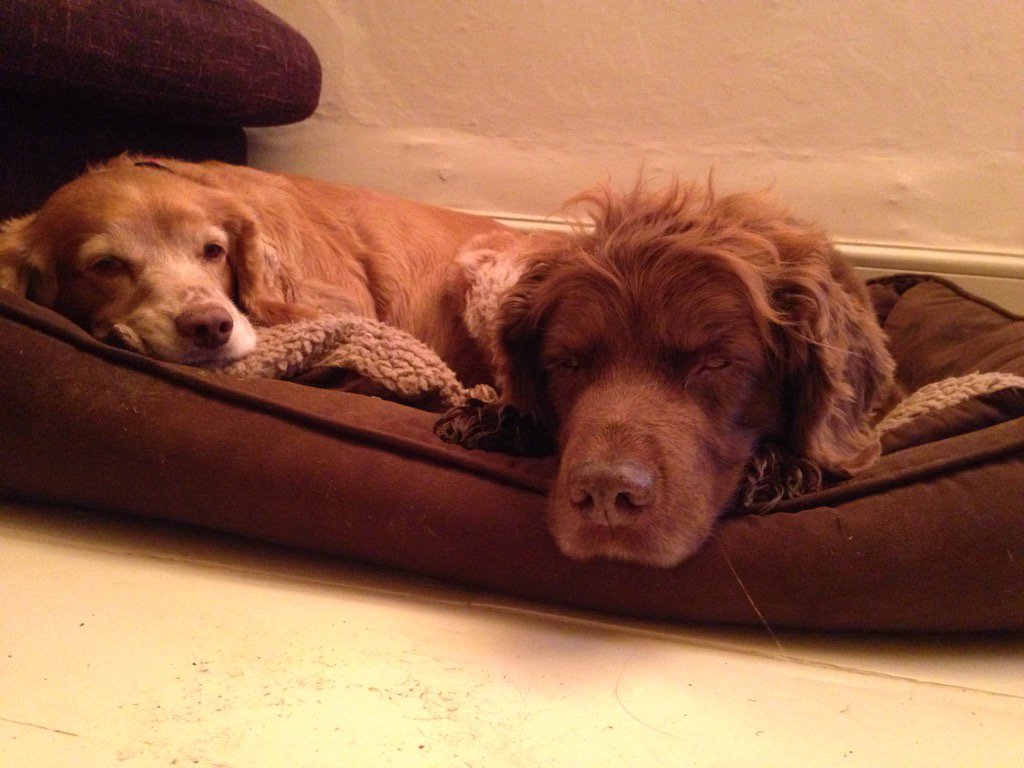 nguerretta's tweet photo. #dog #love #cotswolds https://t.co/vDJxTHYa8o
