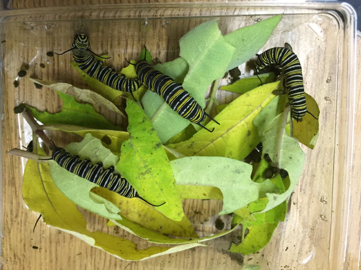hpskinderbees's tweet photo. Our Monarch caterpillars finally came today!!! @HoughtonHornets @GEDSB @SheenaMacNeil https://t.co/ycEus90LhA