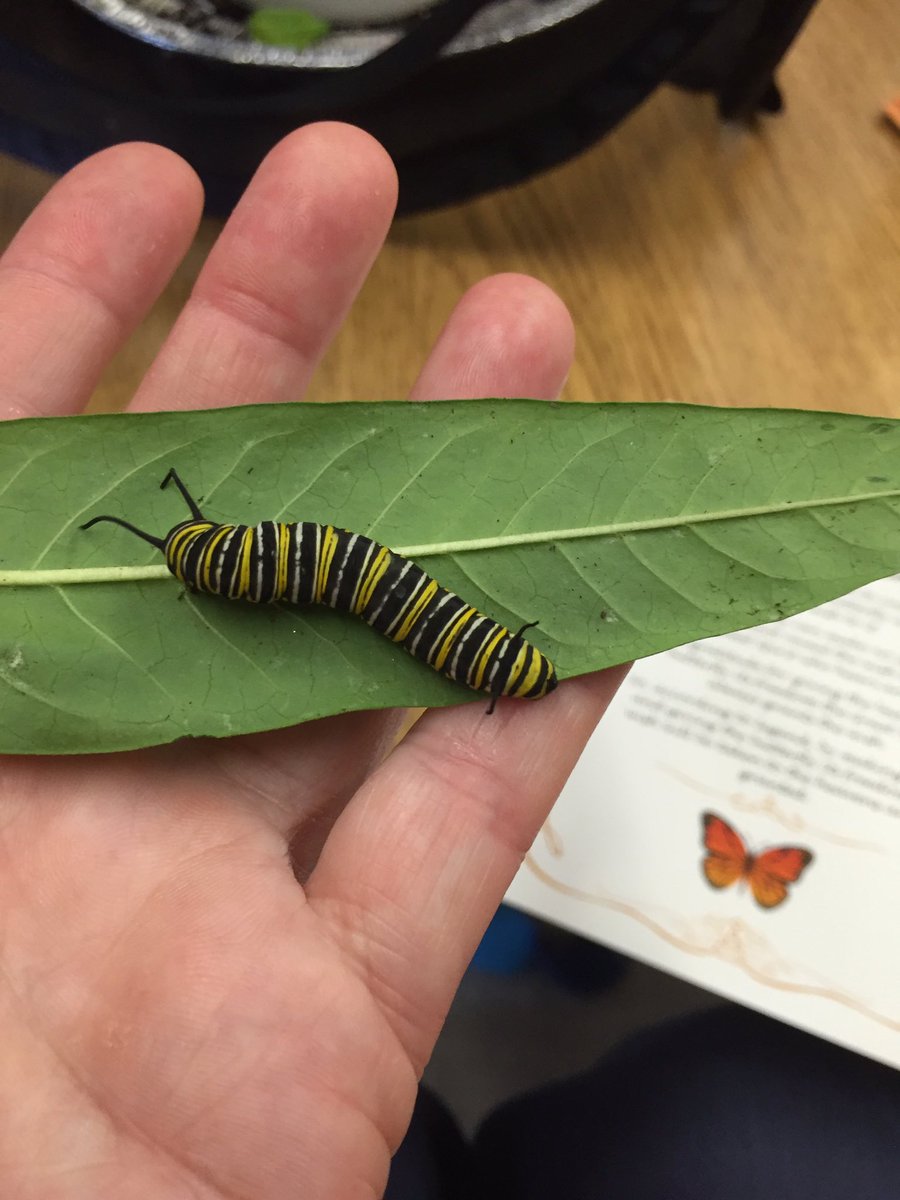 hpskinderbees's tweet photo. Our Monarch caterpillars finally came today!!! @HoughtonHornets @GEDSB @SheenaMacNeil https://t.co/ycEus90LhA