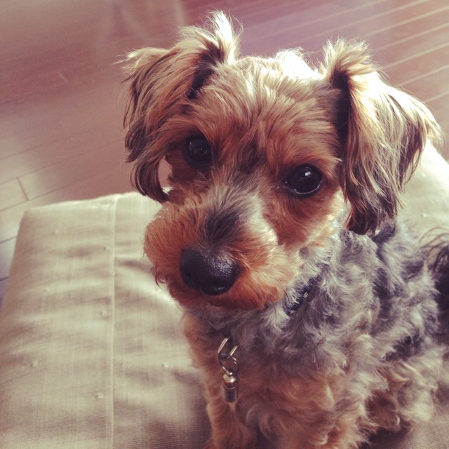 love4kocha's tweet photo. 【ヨープー】
ヨークシャテリアとプードルのミックス。
どちらかといえばヨークシャテリアよりの
毛並みの子が産まれやすいです。
甘えん坊な性格の子が多いそうです。 https://t.co/0dtD090YUi