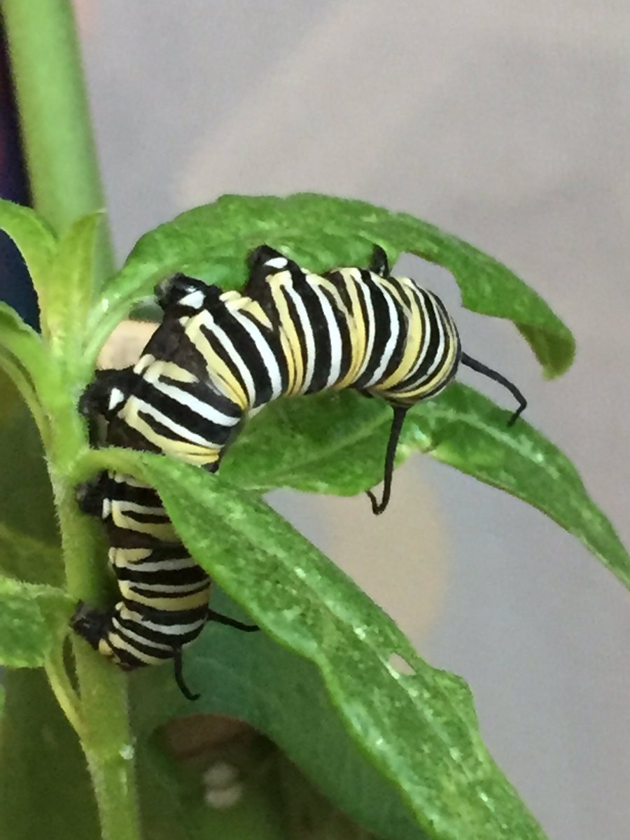 hpskinderbees's tweet photo. Close up photos of our Monarch caterpillars. @GEDSB @HoughtonHornets @SheenaMacNeil #iphonerocks https://t.co/blfgOmagwS