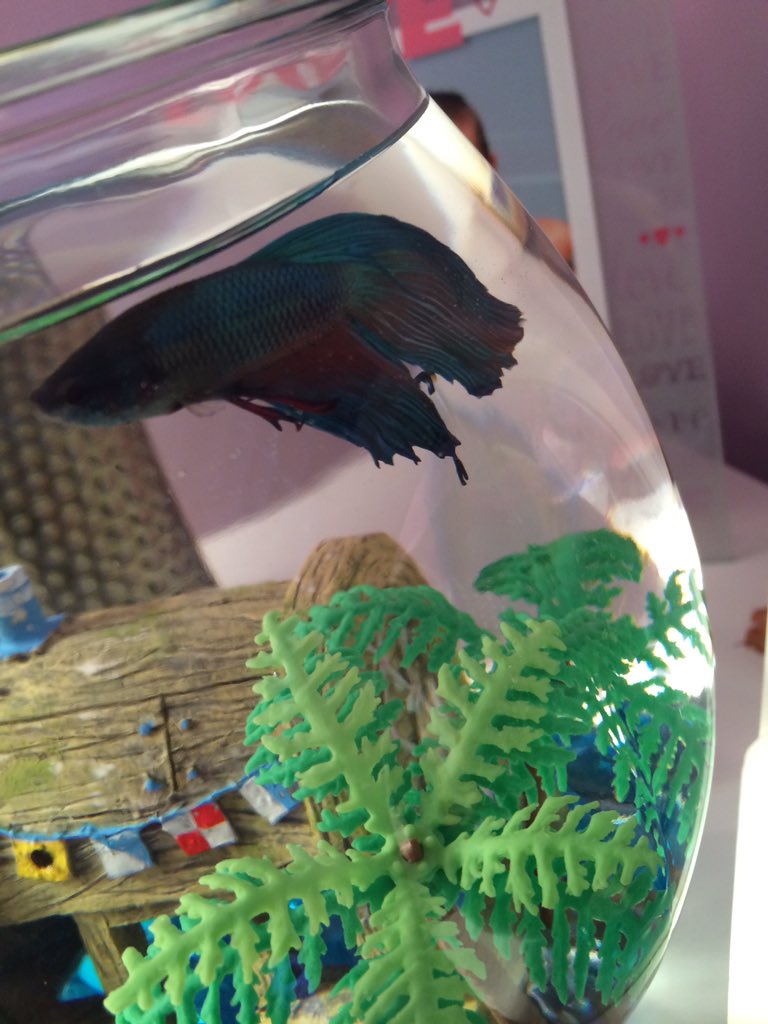 _kayco's tweet photo. RIP Rocky 😞 https://t.co/dJbW2aCWkW