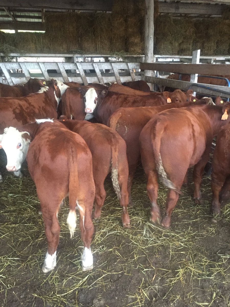 farmgirlkjb's tweet photo. Great quality cattle at the Stratton Sales Barn! Sale time 9:00 am tomorrow. DLMS network. #rainyriverraised #strattonsalesbarn https://t.co/oPIqRmj3Sn