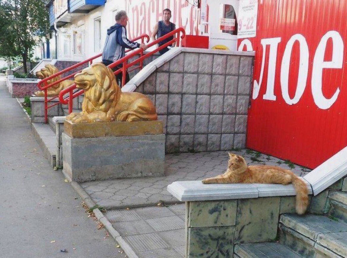 introvertsmemes's tweet image. When you lie on your resume but still get the job.