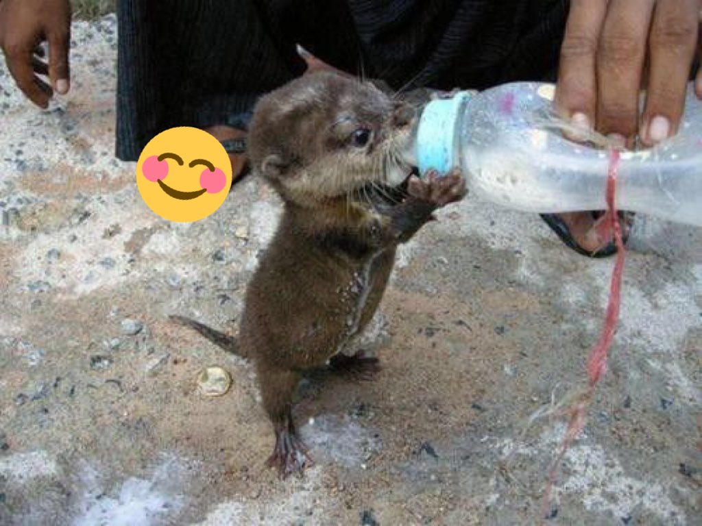 maximgnu's tweet image. Дабы смыть с себя позор, воспользуюсь беспроигрышным приёмом: фото маленькой выдрочки #выдрочка