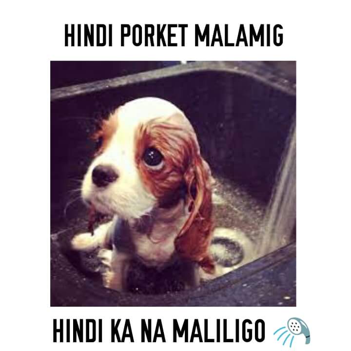 HandsforPaws's tweet photo. Good morning people! Don't forget to give your bestfurriend (and yourself!) a bath! 🛁 https://t.co/RElvV1bvsK --- Admin Daisy https://t.co/gDUFTlMkKV