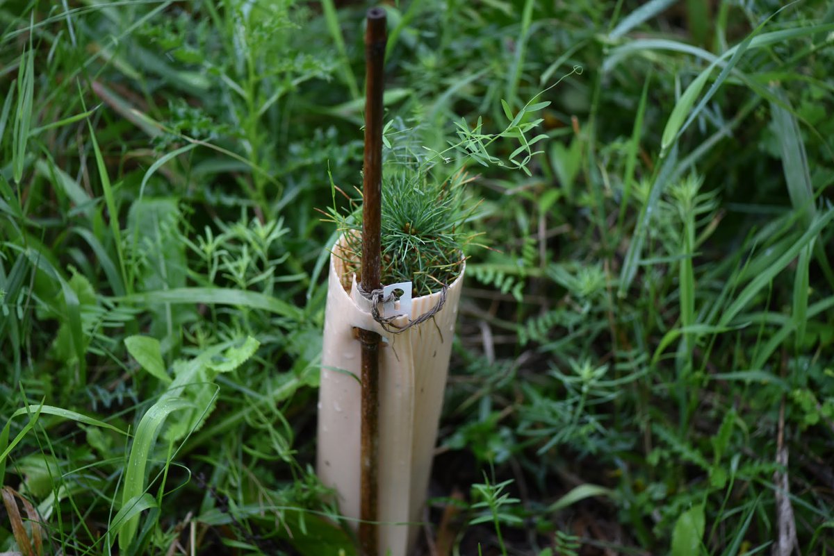 Young swiss stone pines doing well, edible nuts in 5-6 years?  Maybe!