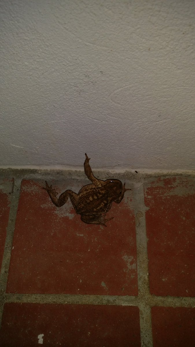 Bourg_N's tweet image. Mon collègue de préparation d&apos;atelier à 3h du mat pendant #MiFoBio 2016