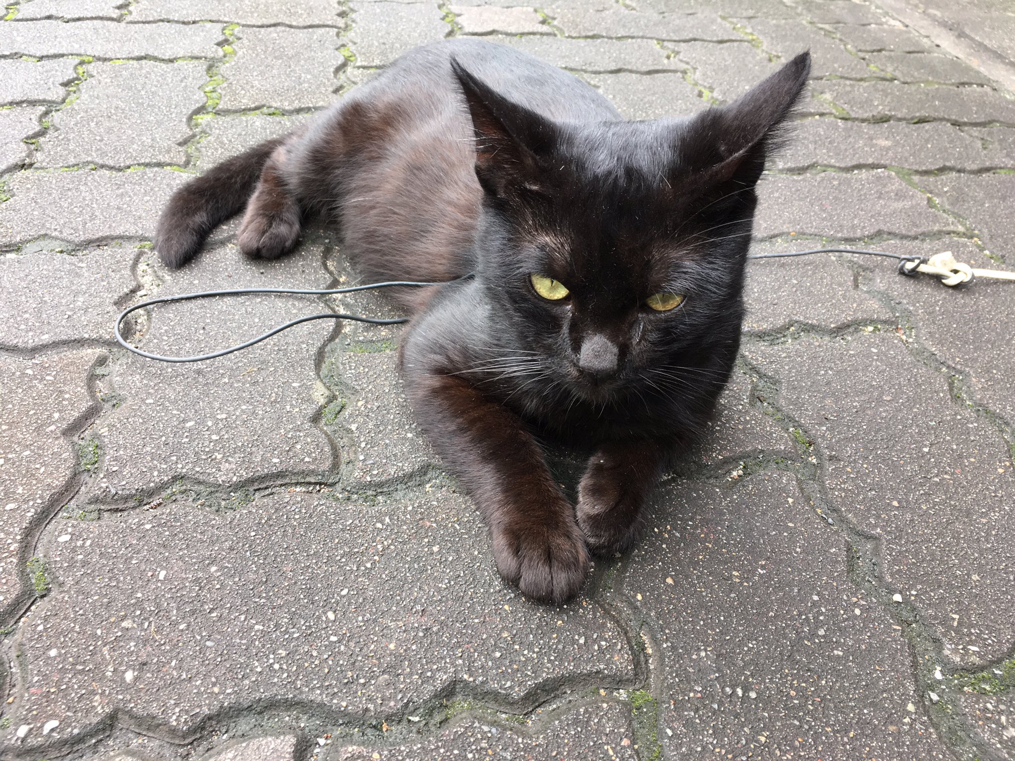 ばく 元浜公園 ポケモンやってる人結構いる ネコが紐でつながれてた 駐車場はぼちぼち満車になりそう