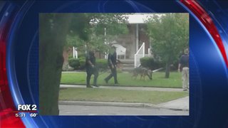Murder suspects on the run get arrested in LincolnPark, reports @JoshLandonFox2