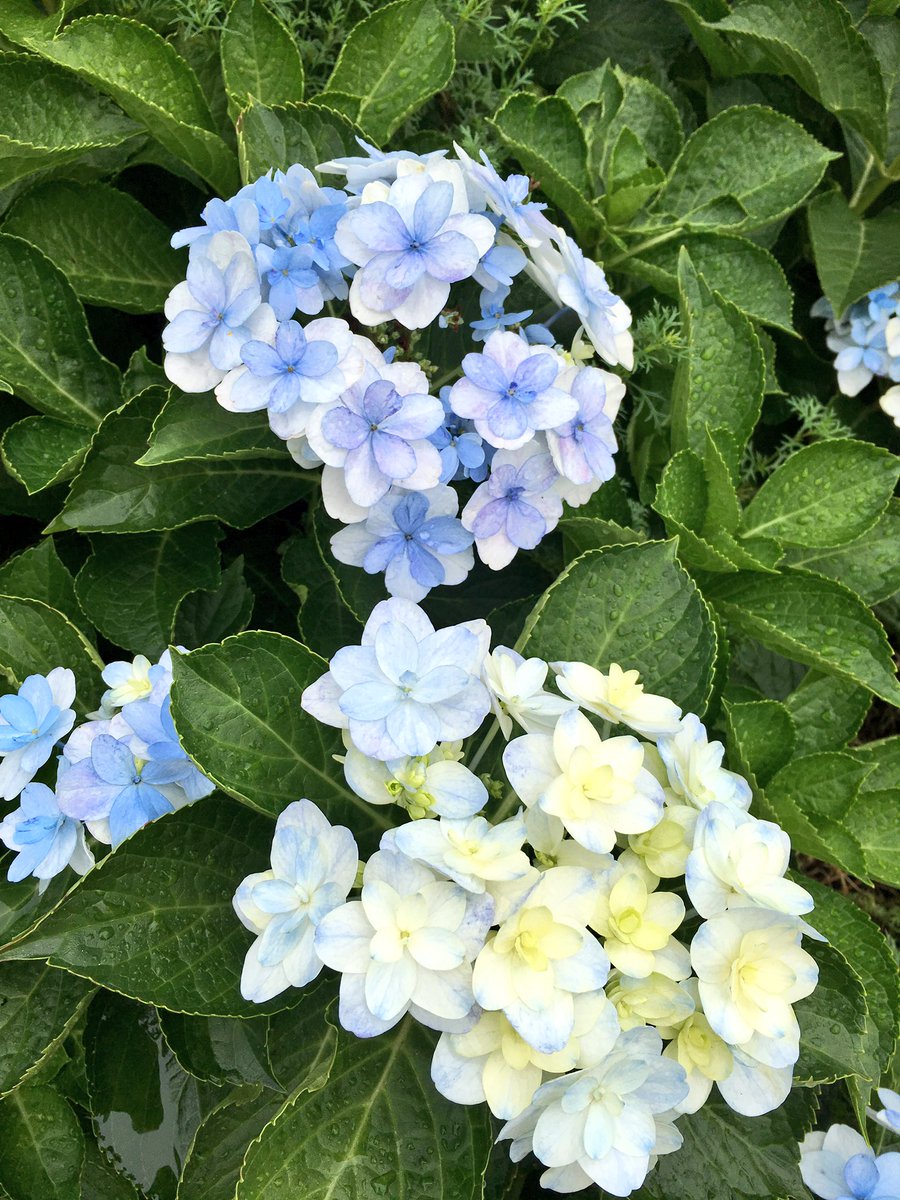 三上真史 雨はすっかりあがって 涼しくて気持ちいいロケ日和 秋ですねー 秋に咲くアジサイもあるんだよ 四季咲きアジサイ