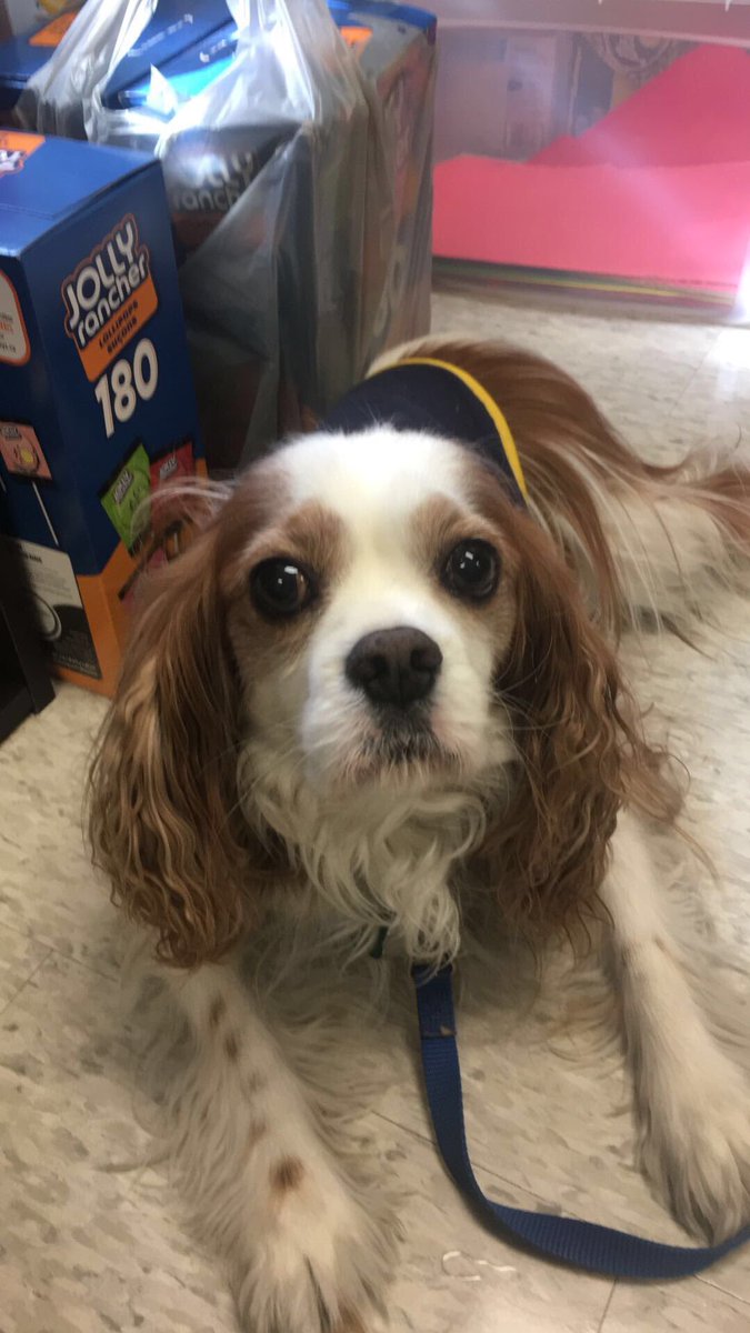 Loved seeing this cute lil face around today!