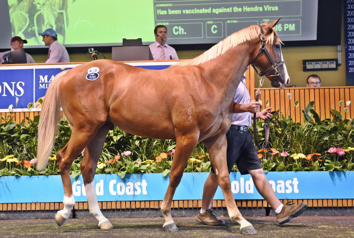 mmsnippets's tweet photo. He's a FFF - fast, flashy fellow! 
Breeders' Plate winner Khan - a $260,000 GC Yearling purchase - Glenlogan Park to @jmeharron!
#QLDBred https://t.co/znxSvpgHR7