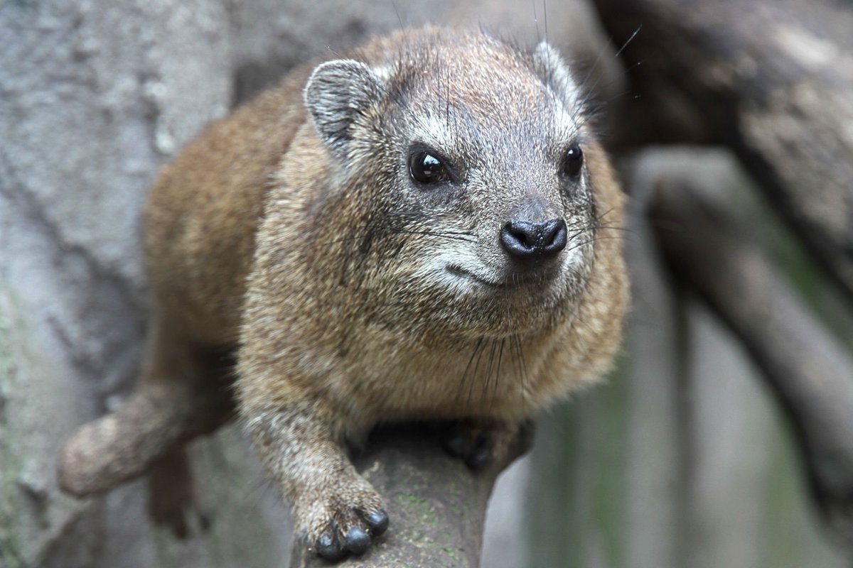 ニコッと笑顔を振りまく可愛い動物…のはずのケープハイラックスさんのヤバい写真が次々流れてくるTL