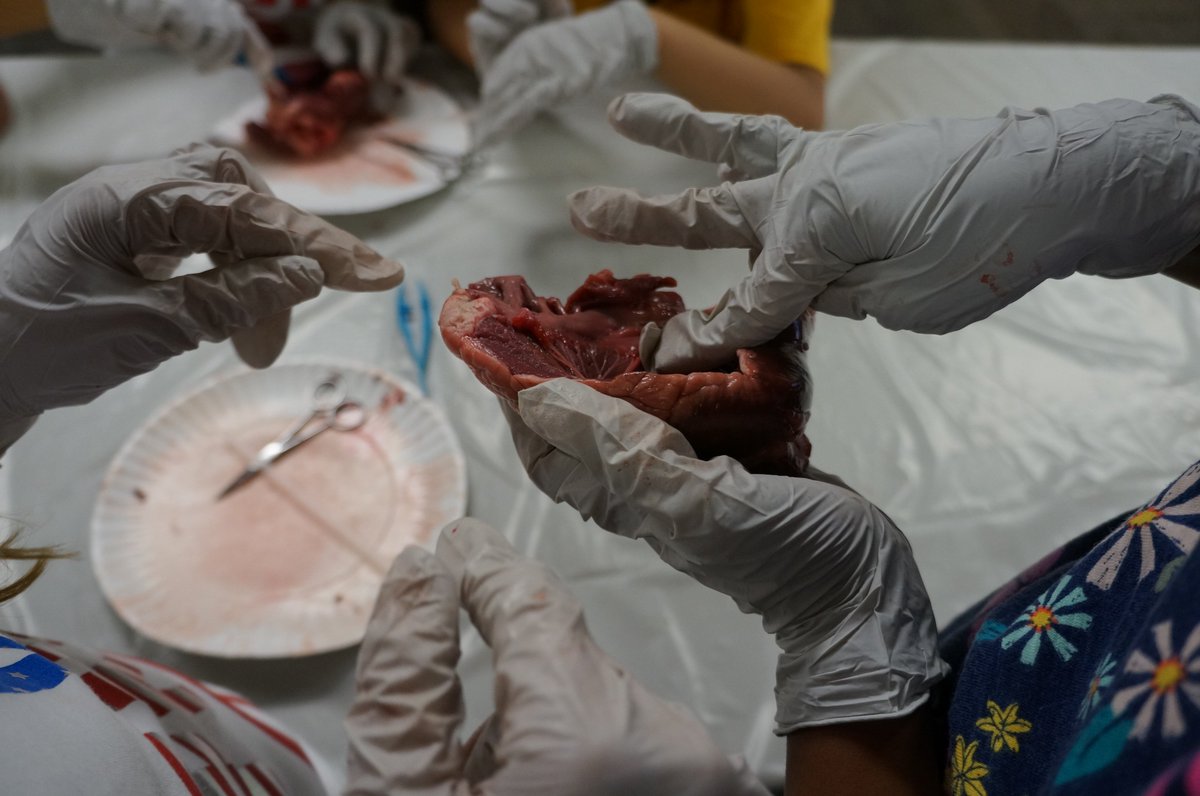 TeamRoom9SR's tweet photo. STEM at its best! hands-on learning - 5th graders dissecting a heart @BobcatsSR @lasdk8 @kelly_rafferty https://t.co/MCn2CfzS2A