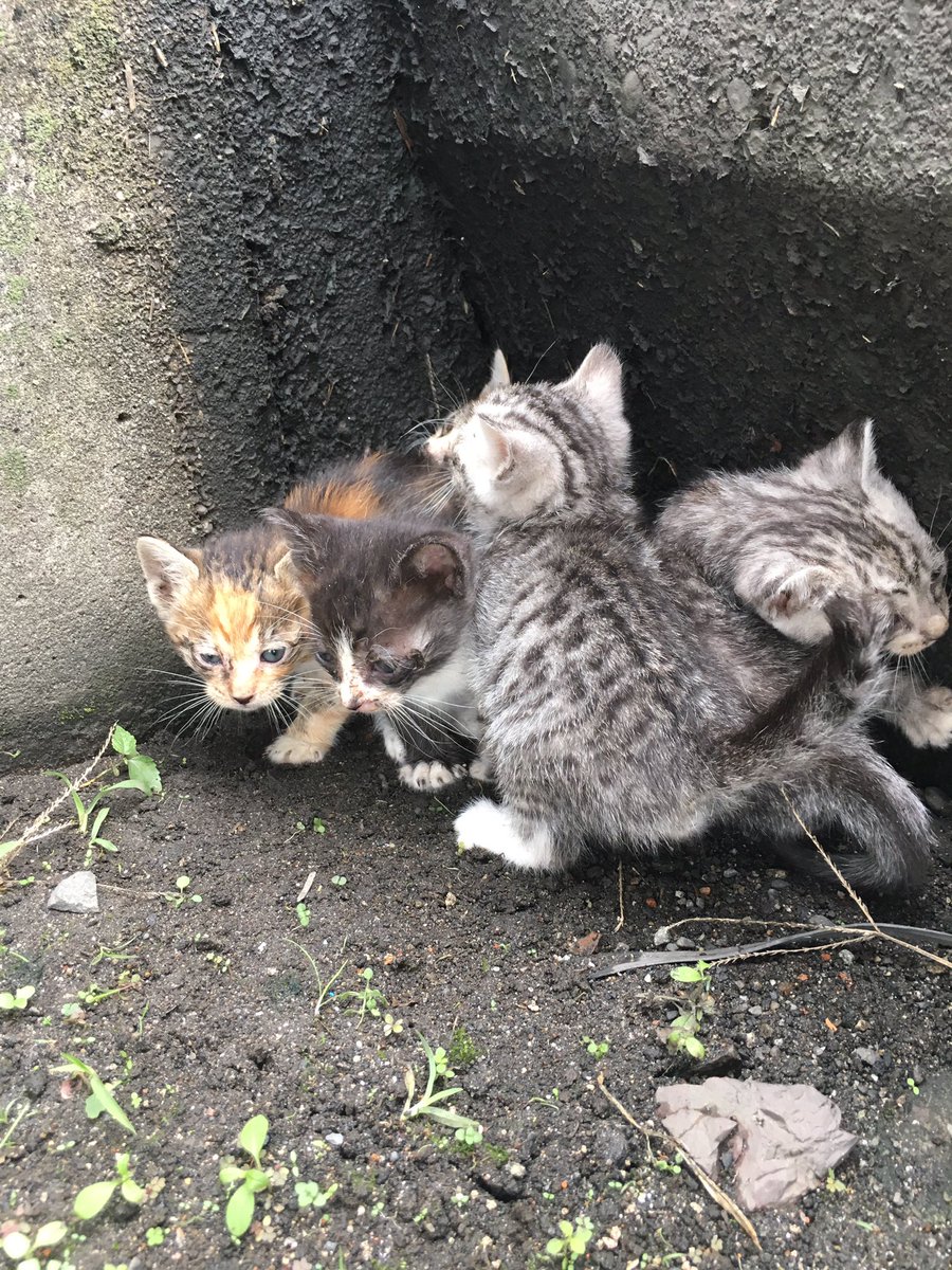 てけ 誰か飼える人いませんか 野良子猫 拡散お願いします T Co Qlcerarjx2 Twitter