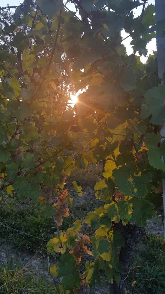 End of harvest 2016. #riesling#vineyard#croatia