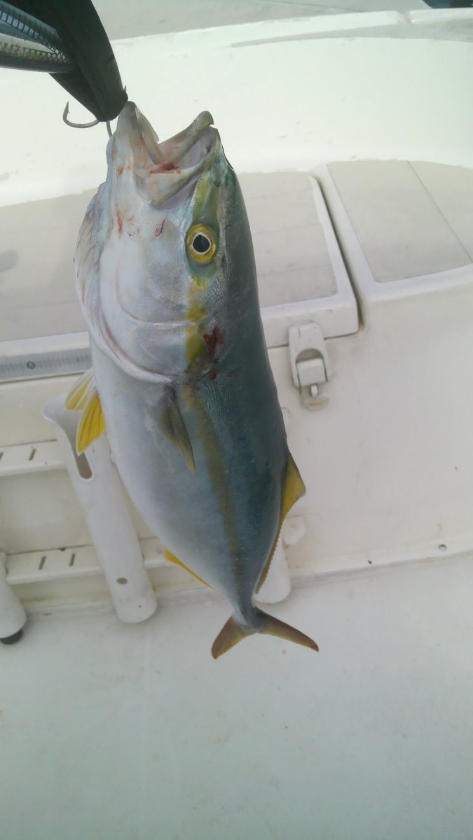Taichi 初めてキャスティングで青物の釣りました 45 と小さいですが初めて釣れたので良かったです ベイトはシラスでした 利用したルアーはマリアのポップクィーンのトビウオカラーです Taichi 初めてキャスティングで青物の釣りました 45 と小さいですが初めて釣れたので良かったです ベイトはシラスでした 利用したルアーはマリアのポップクィーンのトビウオカラーです