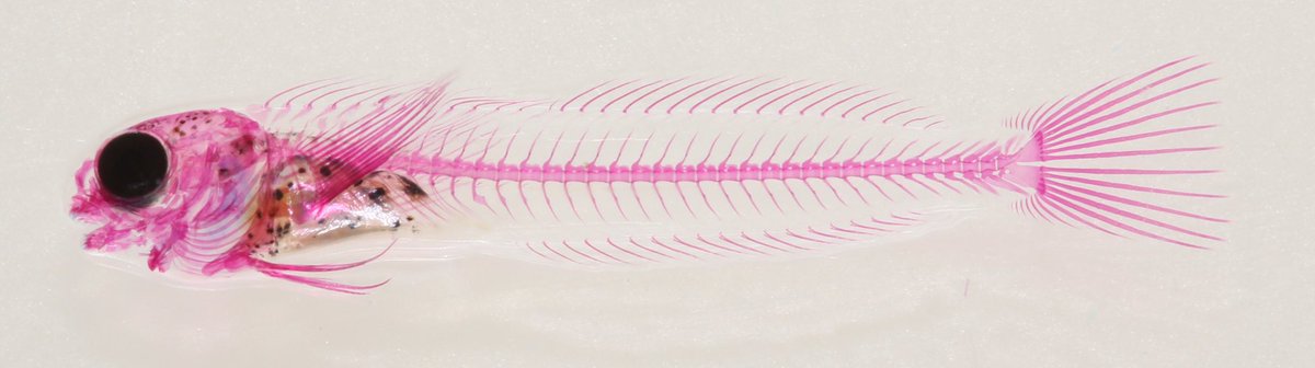 Song He (@rpganubis) on Twitter photo Today is National day of P.R.China. Here is a tiny blenny larvae C&S by me and <a href="/MattTietbs47/">Brandon Springer</a> for #StainedSaturday Today is National day of P.R.China. Here is a tiny blenny larvae C&S by me and <a href="/MattTietbs47/">Brandon Springer</a> for #StainedSaturday