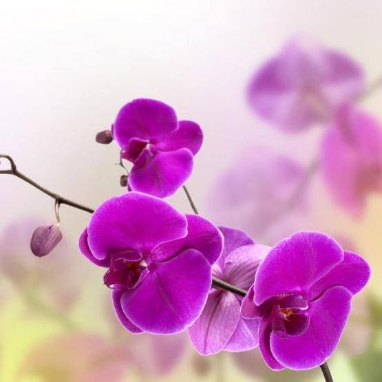 avonymas1's tweet photo. Scent Essence de #Avon tambiรฉn de #overta en: https://t.co/EZsoXUI2zp #perfume #PreciosQueSorprenden https://t.co/pv8NVPqe8M
