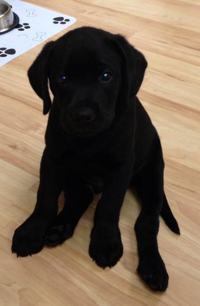 _minimemories's tweet photo. Today is #NationalBlackDogDay. This is my gorgeous black dog. They all make amazing pawprints #pawprints #dogs #puppylove #doglovers https://t.co/YGAteq9ecI