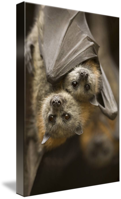 Imagekind's tweet image. "Hang in There" by Mike Dawson.  Discover more gorgeous nature photography at bit.ly/2cOTMRm!