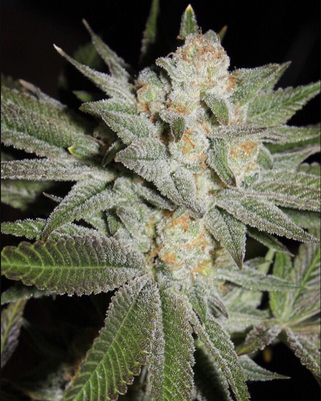 pcamedicinea2's tweet photo. Mango Puff 🔥🍊🔥🍊🔥 at People's Choice #mmmp #710 #420 #annarbor #mangopuff https://t.co/gYjSMT89EQ