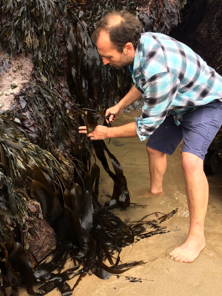 sunken_hundred's tweet photo. How do we get our delicious #seaweed? Jonathan from @Beach_Food shows us the proper way to forage #brooklyn #wales #bar #foragingtrip https://t.co/ddACvo31KU