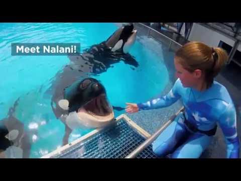 OrlandoTkts's tweet photo. @SeaWorld's Orca Nalani is 10 years old this month. Wishing you a very happy birthday Nalani! https://t.co/1DhZmZdVhT