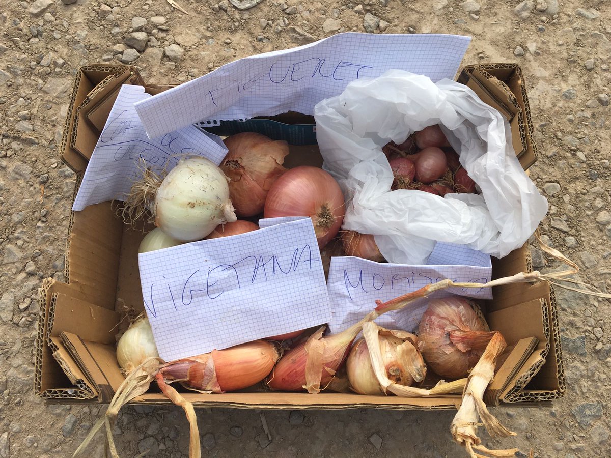 elsuplement's tweet photo. Aquí tenim les #cebes del Pau Santamaria i el @pepnogue. La #vigatana, la ceba de #calçot, la de #figueres, la #platillo i la #morosa https://t.co/oJvmVvkcfI