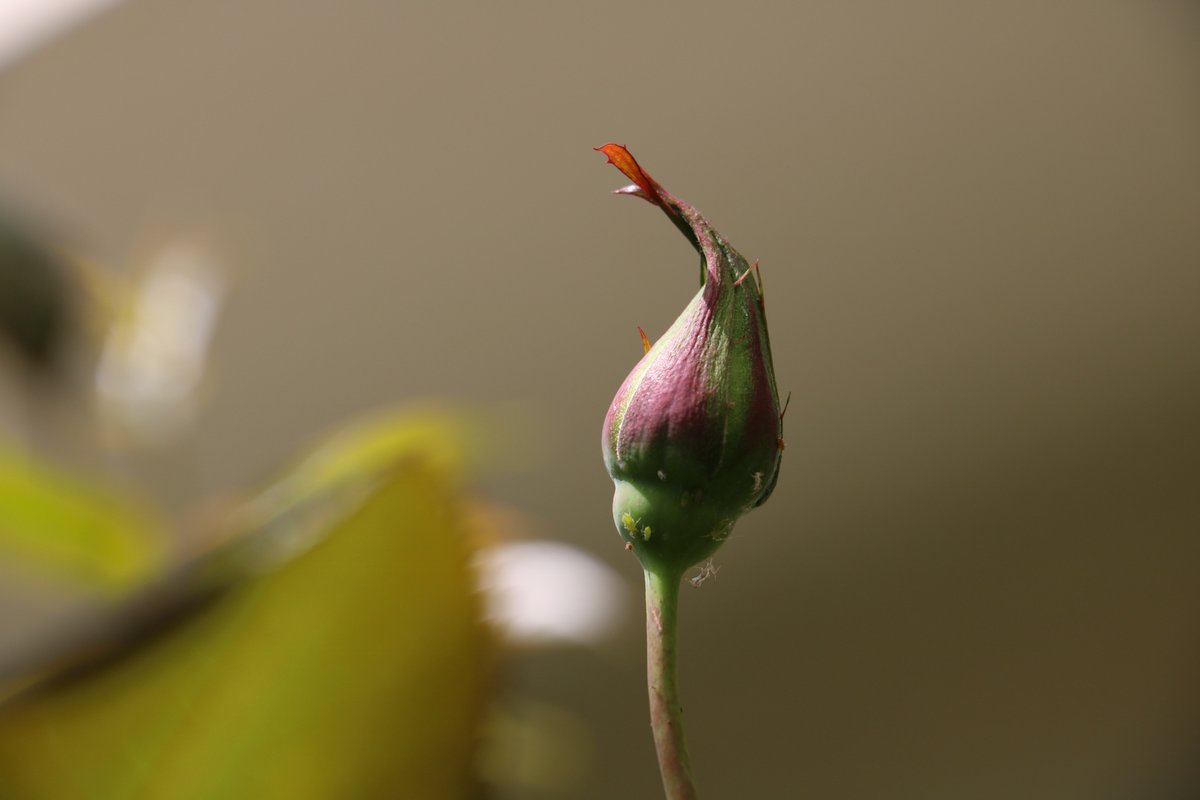 JaigopalOberoi's tweet photo. "Katchi Kali" - Rose bud beginning of the new season... https://t.co/8RuMIz5Det