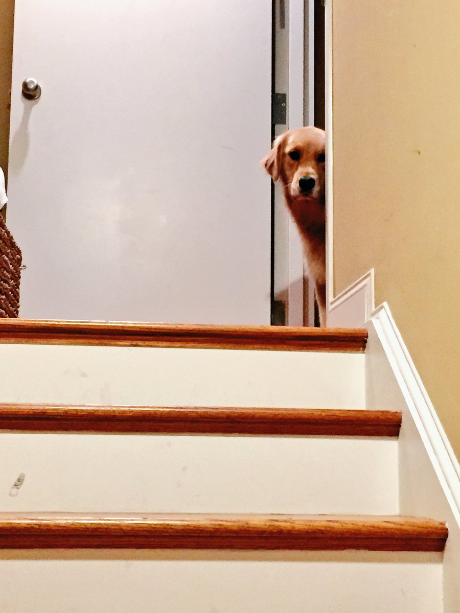 amysvaughan1's tweet image. Why do dogs have to look so sad when you leave?! #conferenceproblems