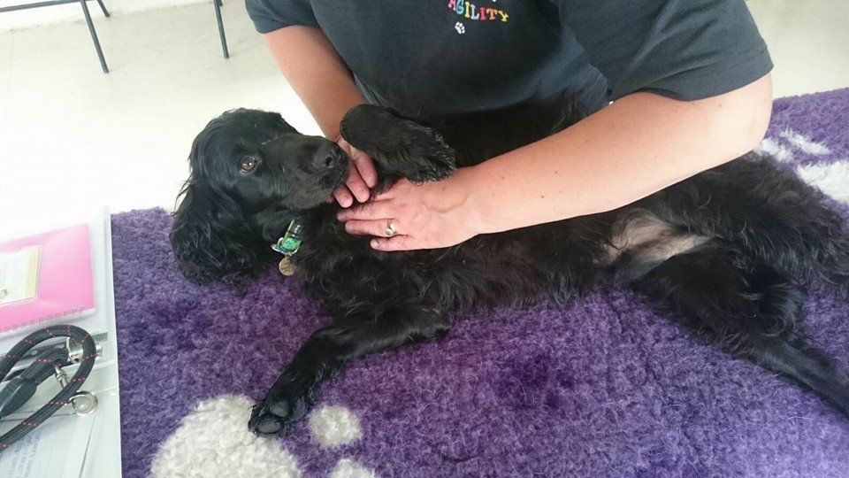 K9MassageGuild's tweet photo. #blackdogday https://t.co/P3kfK2eUa0