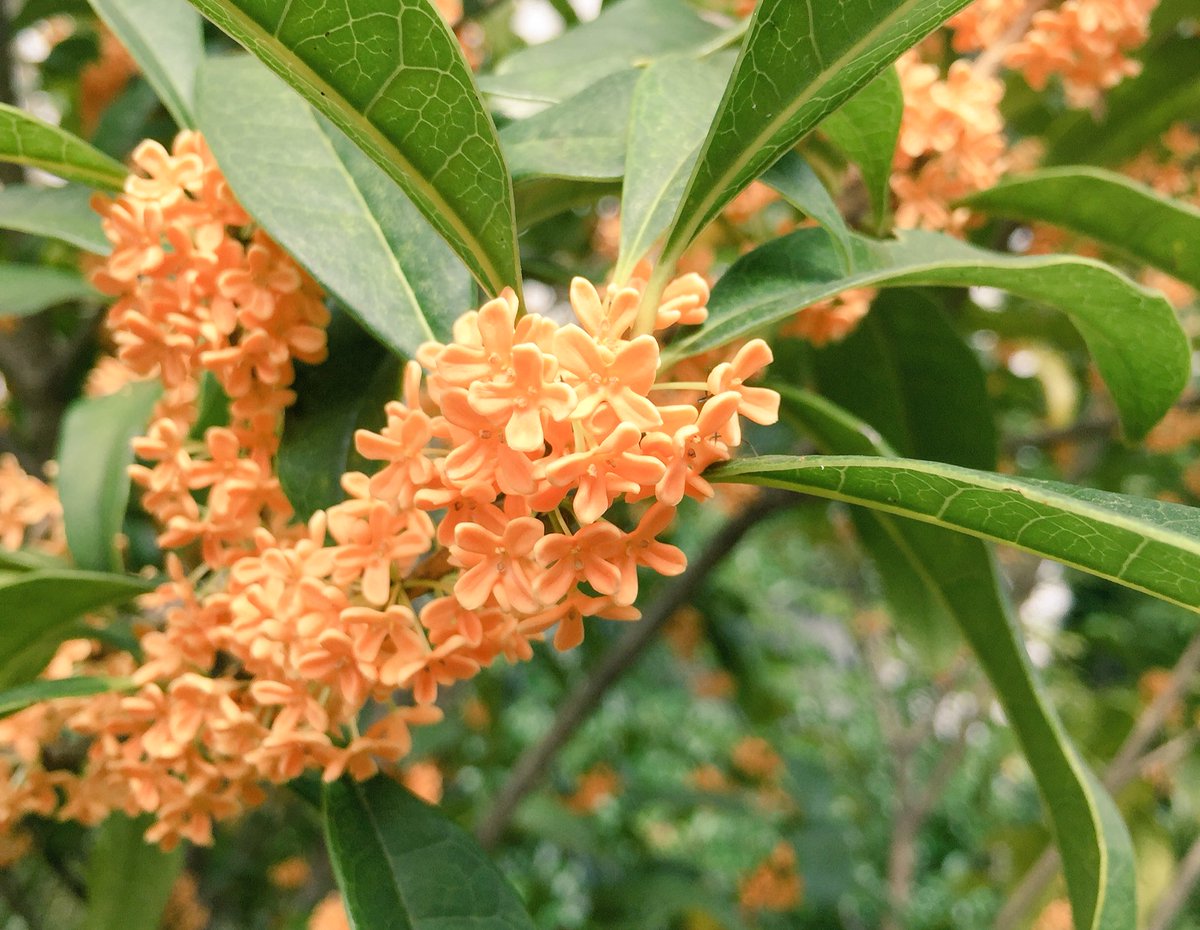 コジオスコ 苦悩 おしゃれな オレンジ の 花 香り I Marusho Jp