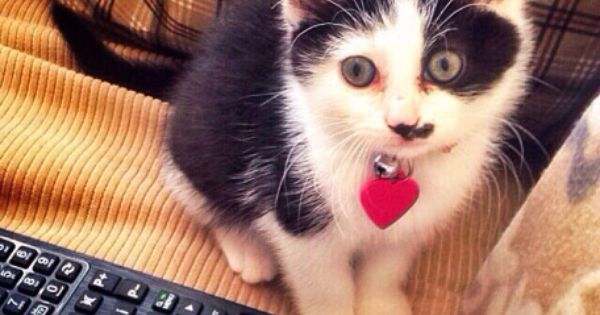 Cutecatsworld's tweet photo. https://t.co/CivZr3HHR1 https://t.co/ZZLBsHIbns #Cat #lolcat https://t.co/jcQhmvnG6h