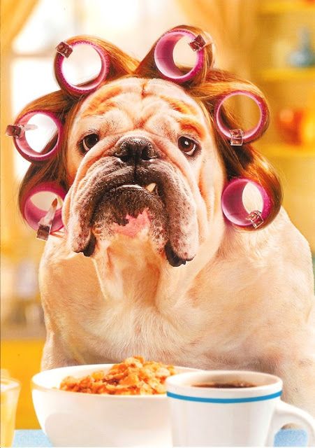 ProPetHero's tweet photo. Good morning! Have a nice weekend ahead! #ProPetHero #Weekends #MorningDogs #Bulldog https://t.co/7Au4vWI0xw