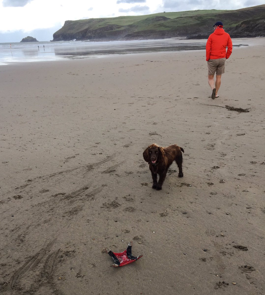 HardingWilliam's tweet photo. @Latitude50_Rock we loved our first autumn walk on Polzeath Beach with Flash https://t.co/RZFWXWWxSD