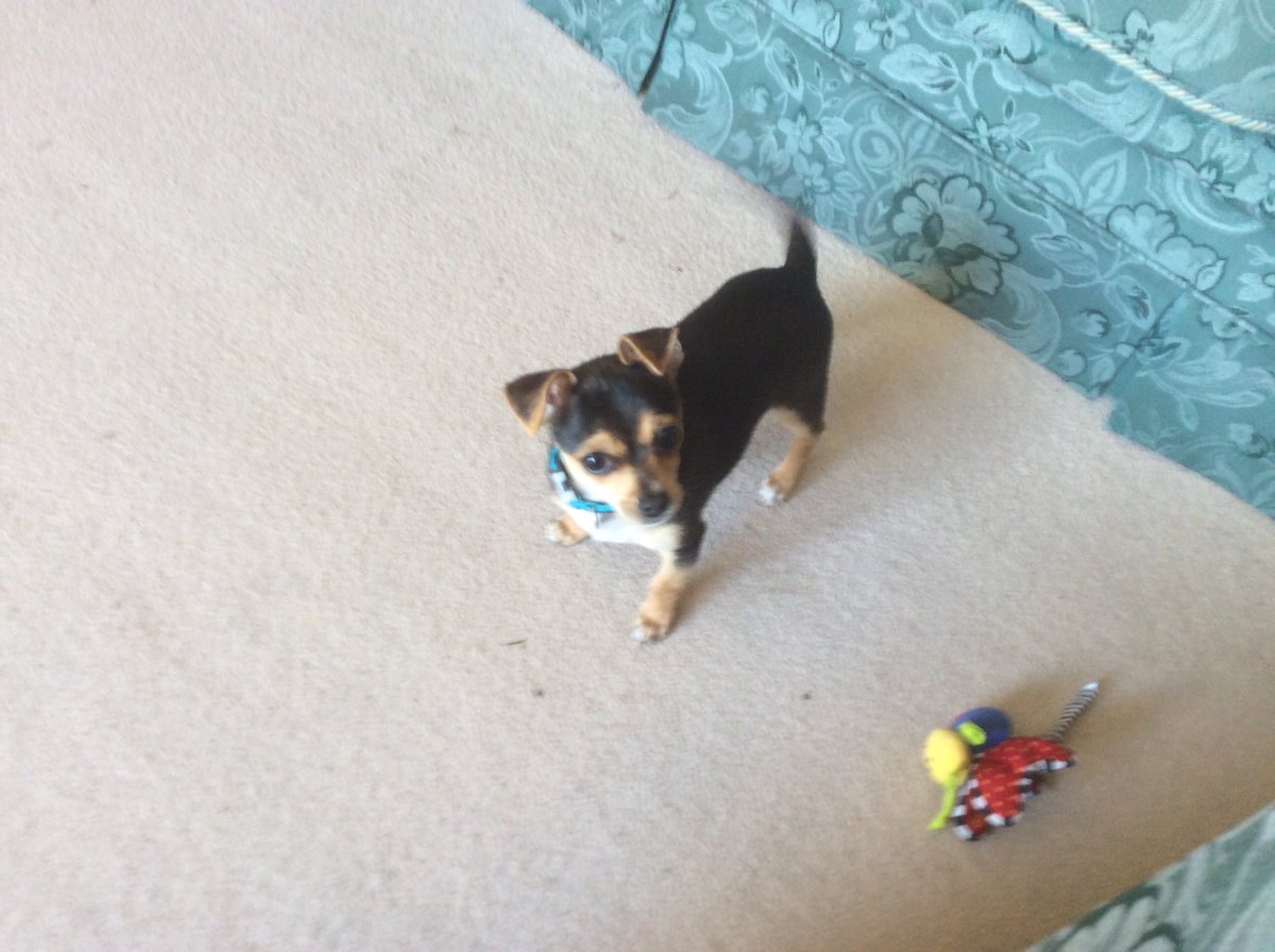 puddycat81's tweet photo. A cat dog sitting for the night whodathunk! #jacawaawaa #crazychase https://t.co/7AHD2168zj