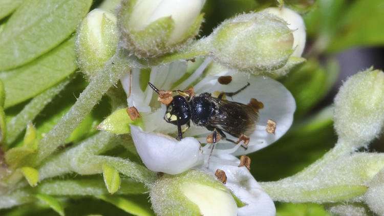 7 Hawaii bee species added to endangered species list, a first for any bees in the U.S.