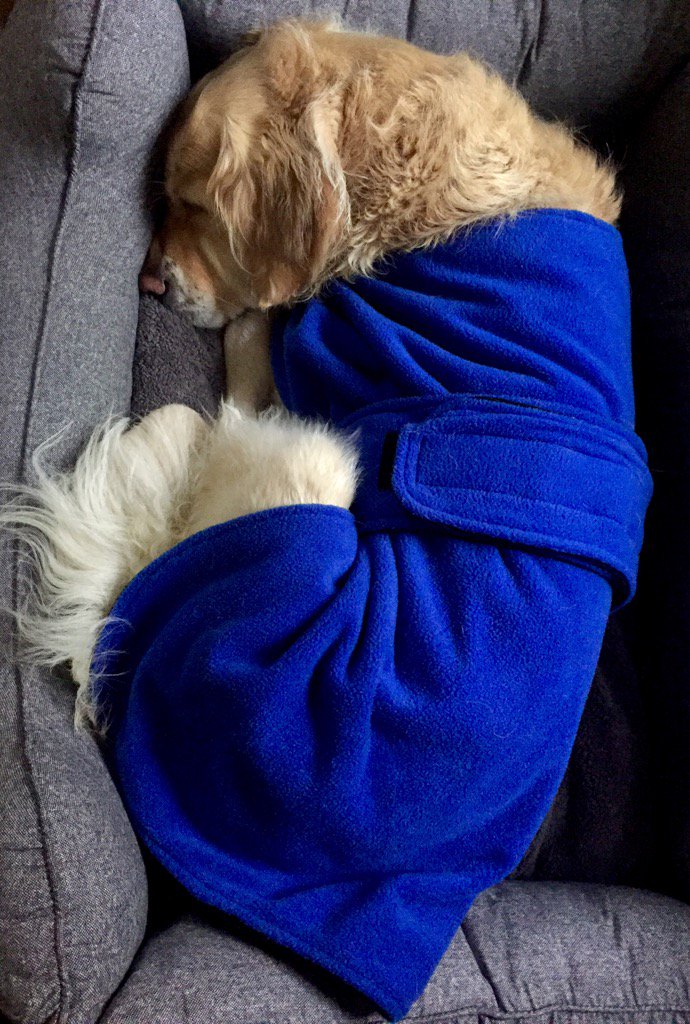 bryn_skibo's tweet photo. Cozy dog is so cozy. #dogsoftwitter #itsfinallyautumn https://t.co/AEN8veTCi6