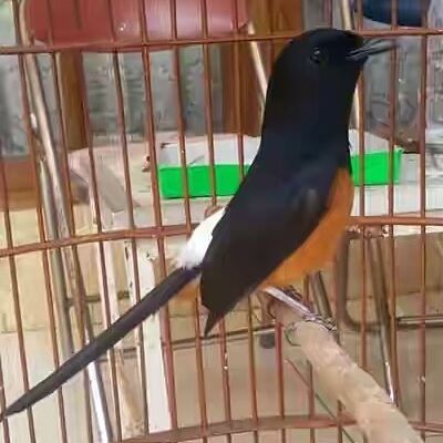 Jual Burung Murai Medan