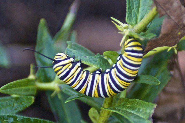 NCZoo's tweet photo. #Monarch caterpillars are feeding on milkweed plants &amp; will soon become butterflies ready to take the long flight to Mexico for the winter. https://t.co/UFMqSOoIUZ