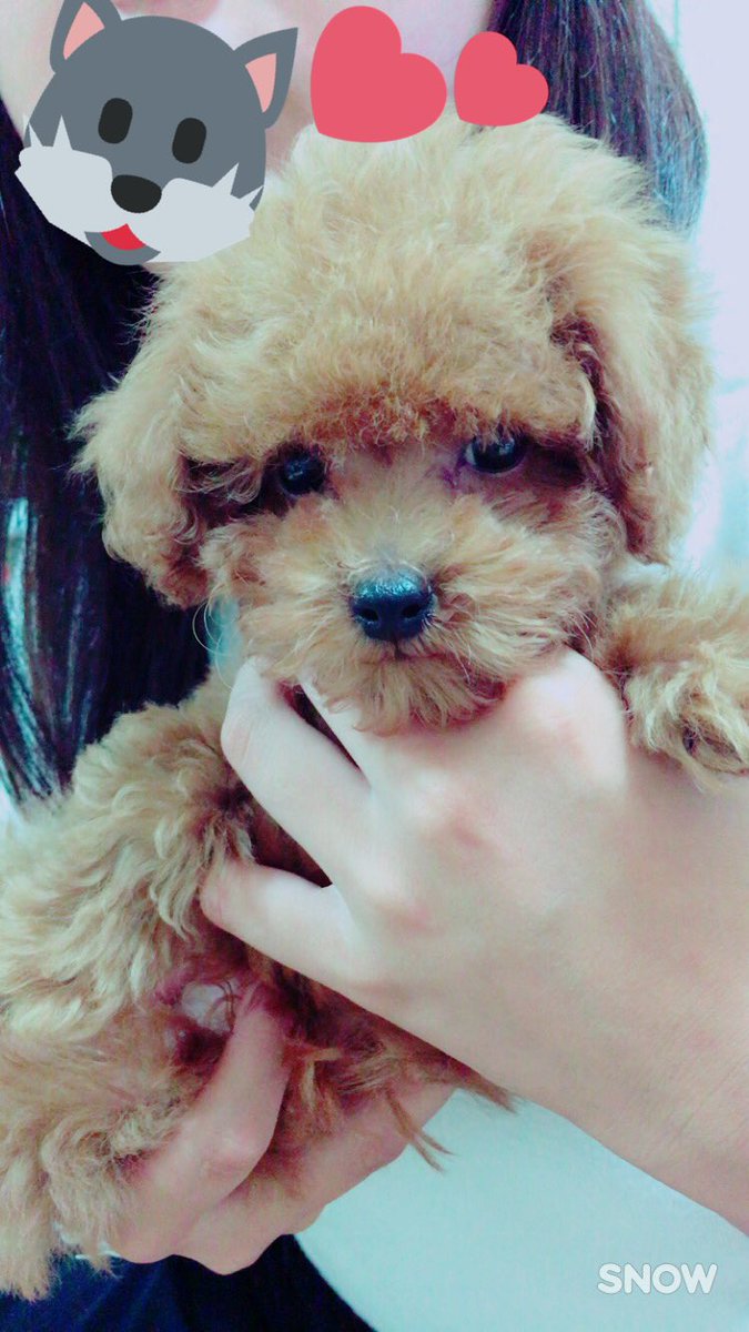 070907Rena's tweet photo. 我が家に家族が増えました🐶💗

琉生(るい) くん♂ https://t.co/NtKcN21d1l